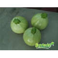 Round light green vegetable cucurbita pepo hybrid summer squash seeds